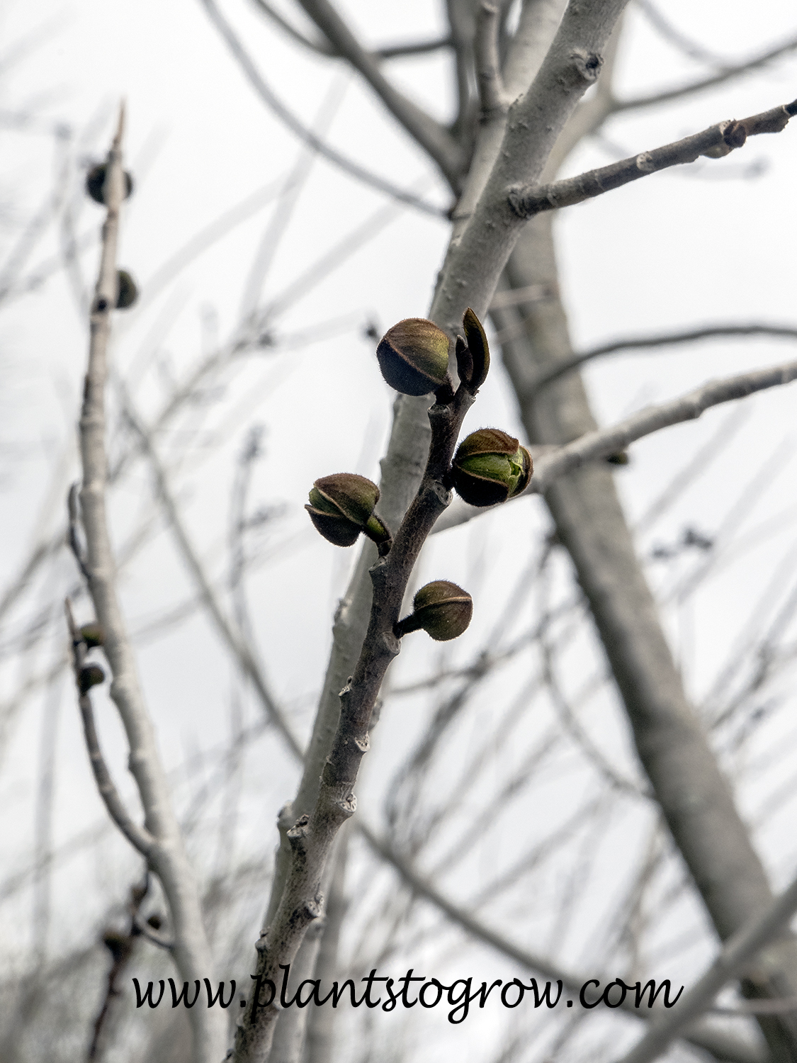 Pawpaw (Asimina triloba)